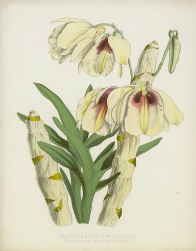 Le Dendrobe Blanc et Sanguin, Dendrobium Albosanguineum - English School